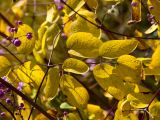 Thalictrum delavayi. Лист в осенней окраске и части соцветий с цветками и бутонами. Пермь, Ленинский р-н, набережная Камы, в озеленении. 1 сентября 2024 г.