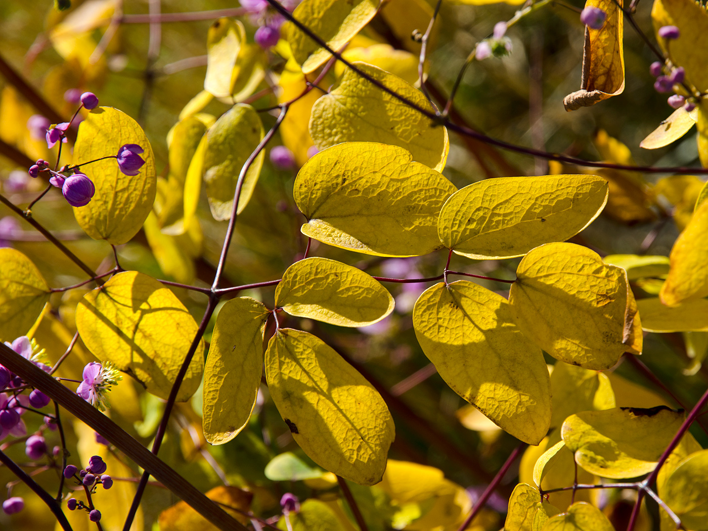 Изображение особи Thalictrum delavayi.