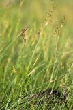 Juncus atrofuscus