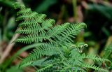Pteridium aquilinum. Верхушка развивающейся вайи. Португалия, Азорские о-ва, о-в Сан-Мигел, окр. пос. Нордешти, подножие холма, у дороги. 12.08.2025.