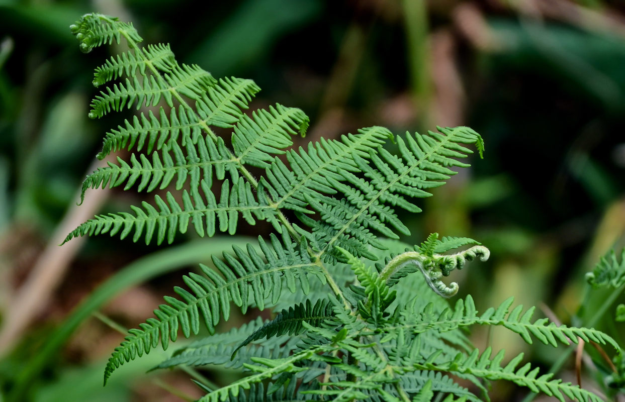 Изображение особи Pteridium aquilinum.