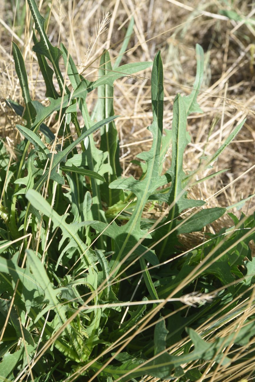 Изображение особи семейство Asteraceae.