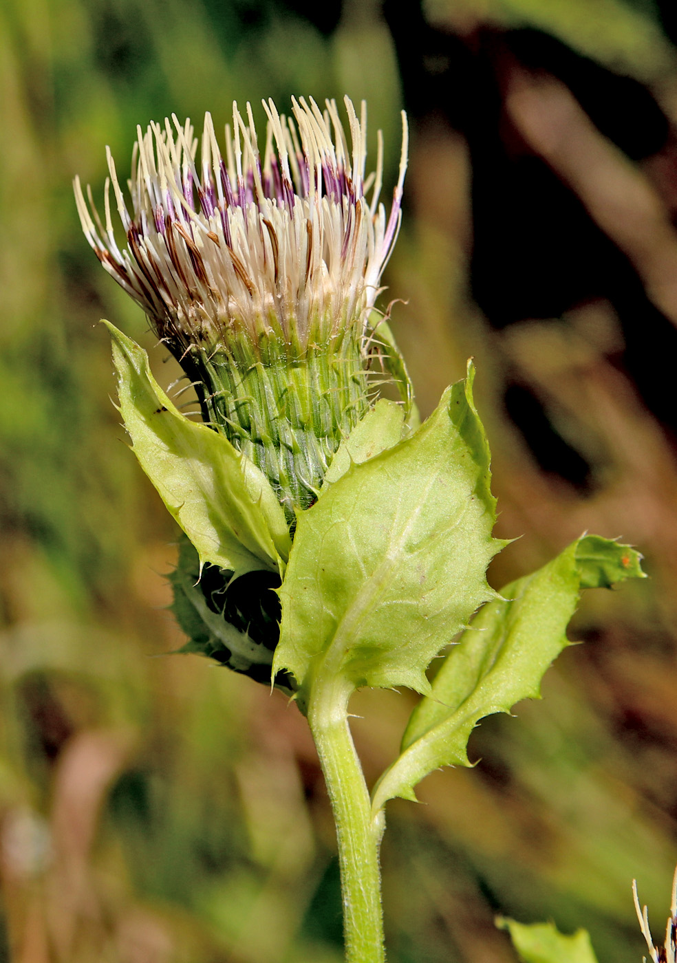 Изображение особи Cirsium oleraceum.