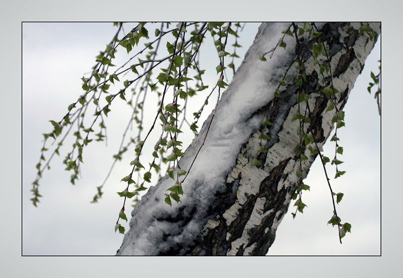 Image of Betula pendula specimen.