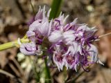 Orchis simia. Соцветие. Крым, окр. пос. Новый Свет, склон балки между горами Сокол (Куш-Кая) и Перчем, дубовое редколесье. 19.04.2025.