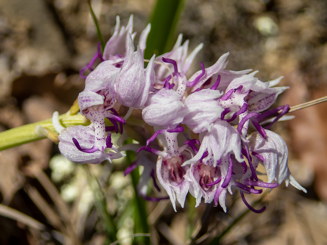 Image of Orchis simia specimen.