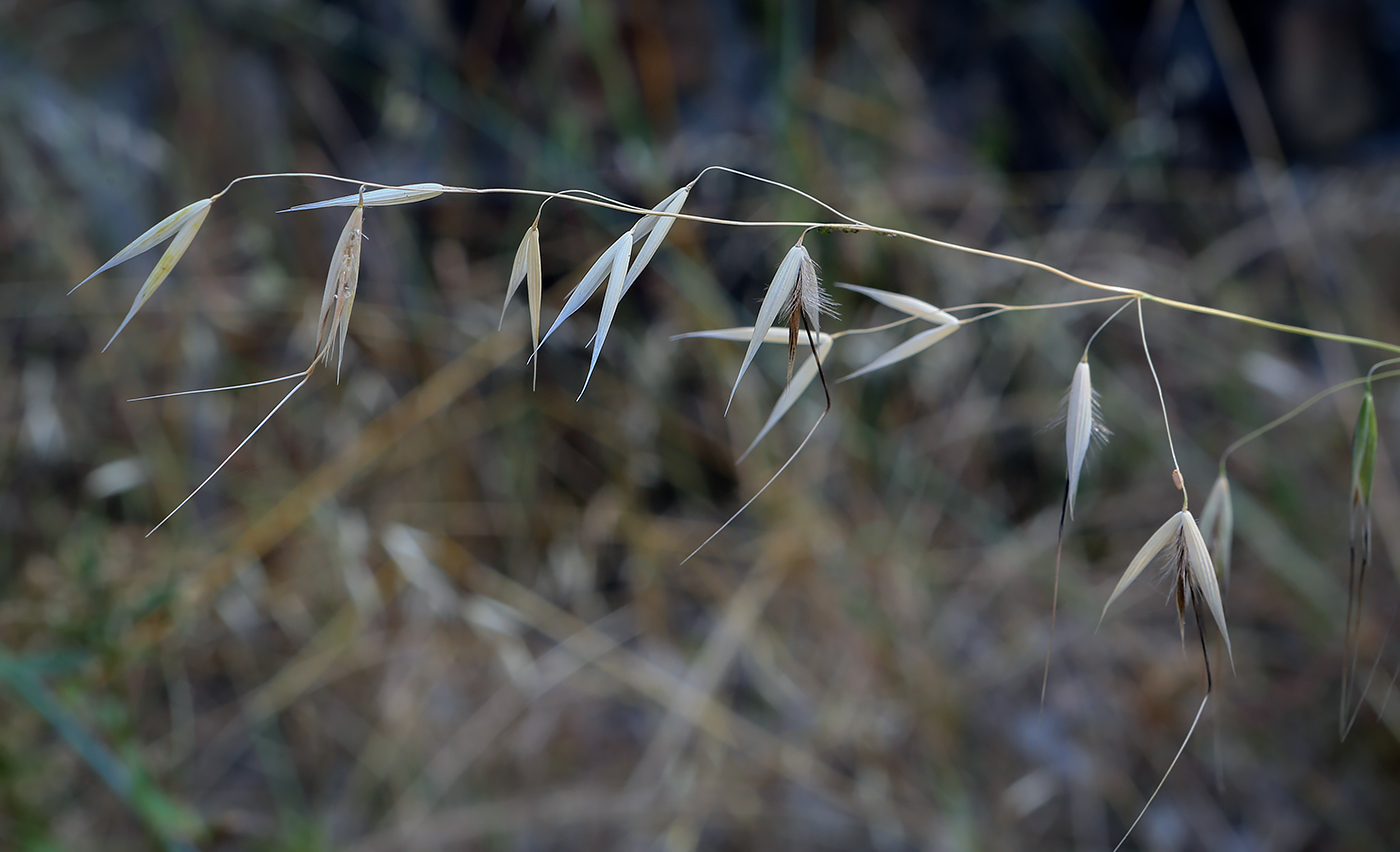 Image of Avena barbata specimen.