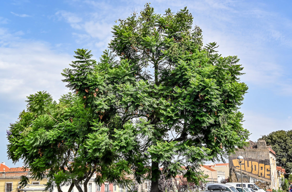 Изображение особи Jacaranda mimosifolia.