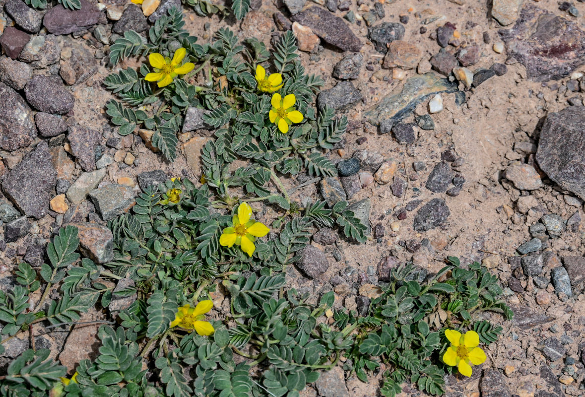 Image of Potentilla bifurca specimen.