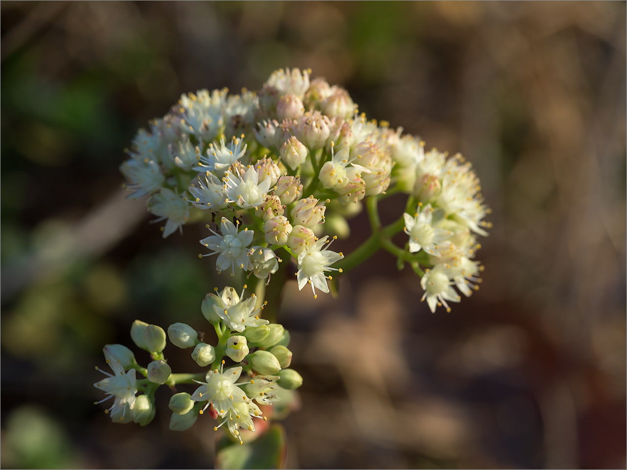 Изображение особи род Hylotelephium.