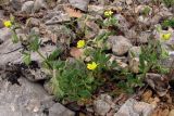 Helianthemum salicifolium