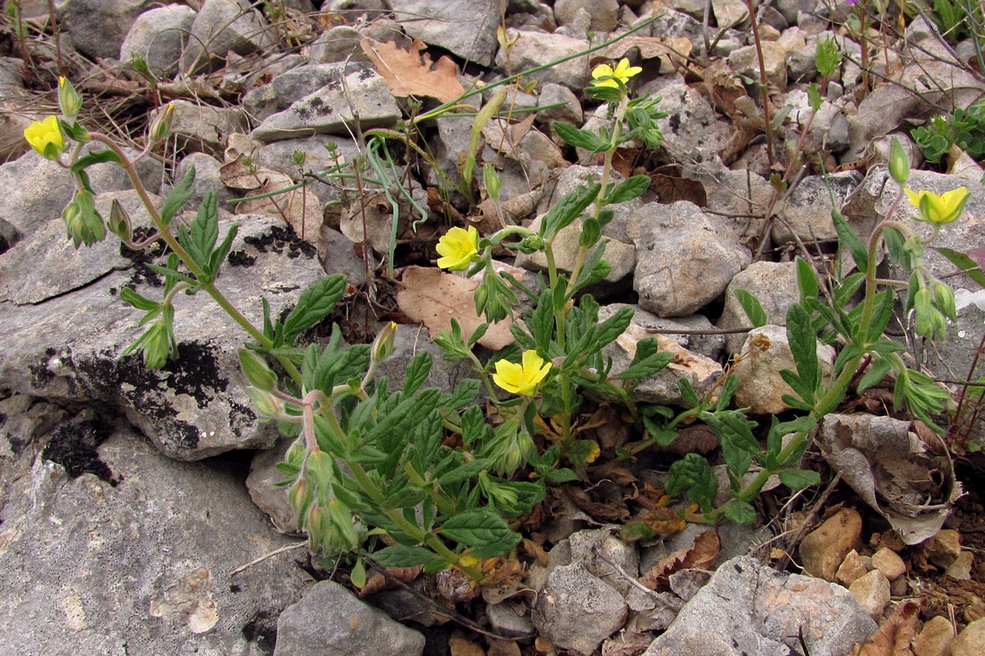 Image of Helianthemum salicifolium specimen.