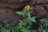 род Sisymbrium. Часть побега. Турция, ил Карс, окр. Ани, ур. Цахкоцадзор, ок. скалы. 28 мая 2025 г.