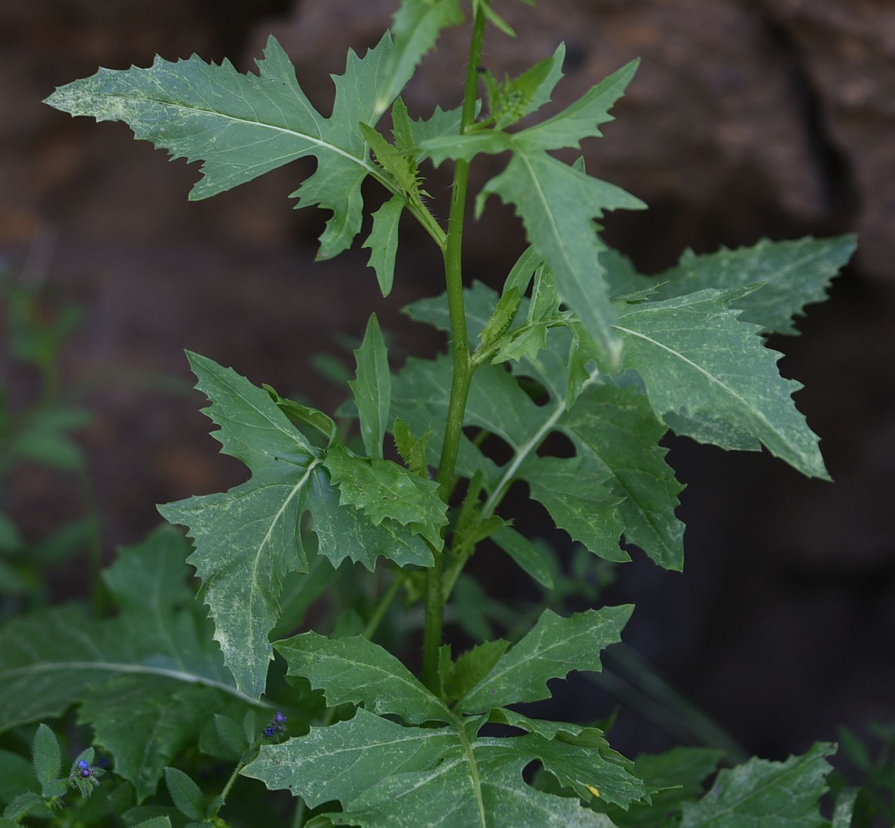 Image of genus Sisymbrium specimen.