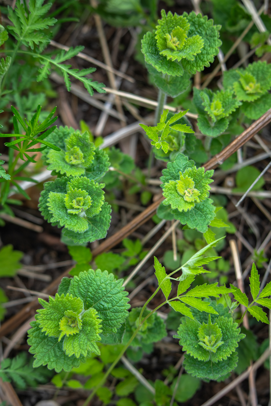 Изображение особи Agastache rugosa.