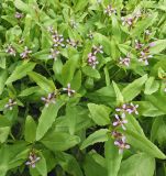 Image of taxon representative. Author is Александр Бодреев