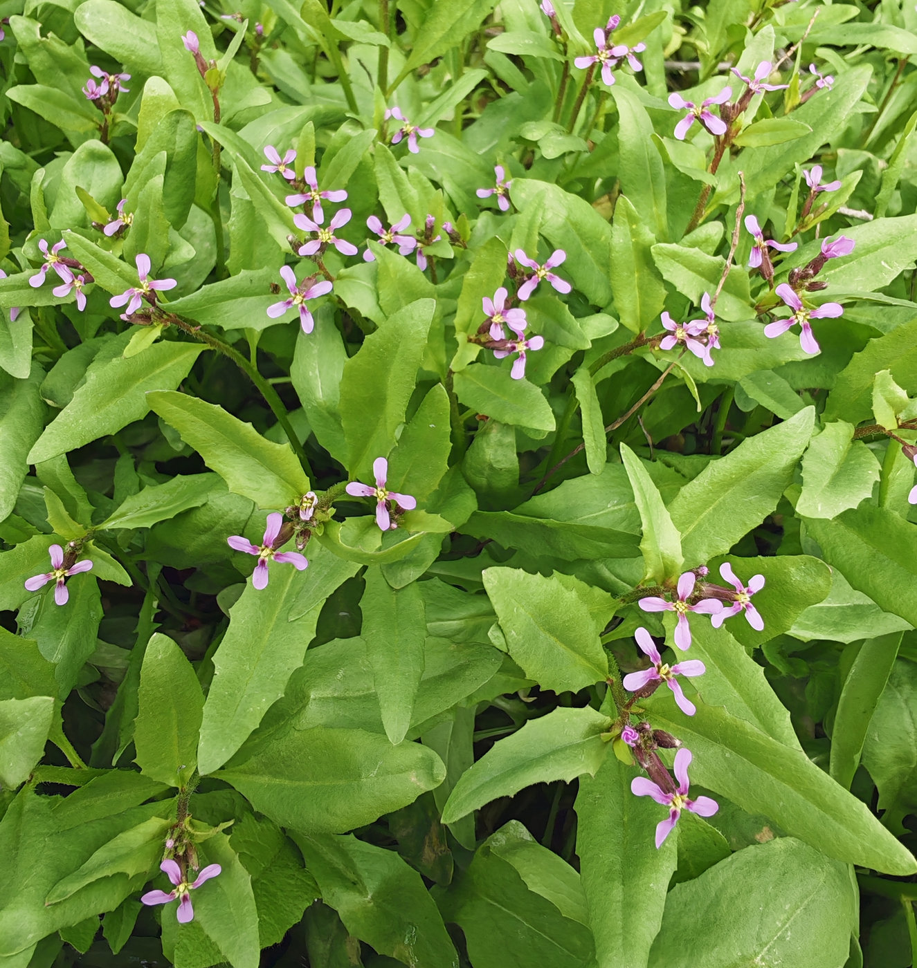 Image of Chorispora tenella specimen.