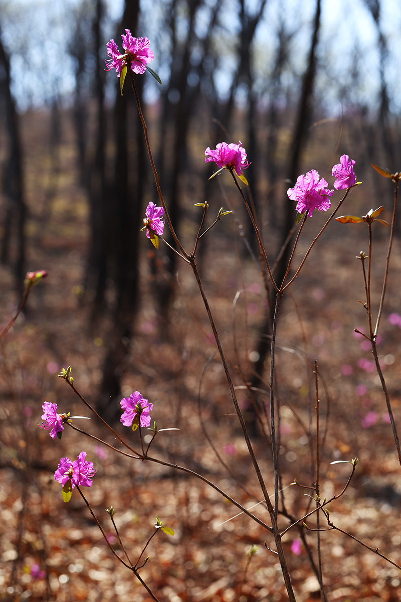 Image of Rhododendron dauricum specimen.