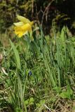 Narcissus pseudonarcissus. Цветущее растение в сообществе с Aegopodium podagraria. Ленинградская обл., Ломоносовский р-н, дер. Дубки, дачный участок, в культуре. 01.05.2026.