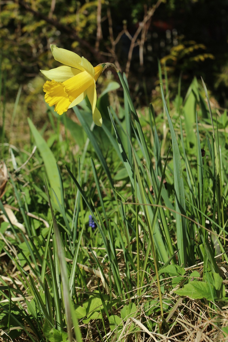 Image of Narcissus pseudonarcissus specimen.