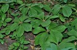 Rodgersia aesculifolia. Вегетирующие растения. Москва, ботанический сад МГУ \"Аптекарский огород\", в культуре. 23.07.2007.