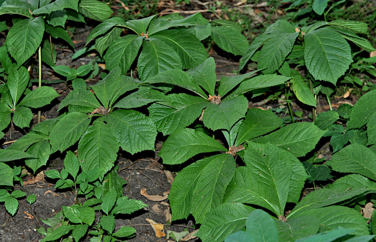 Изображение особи Rodgersia aesculifolia.