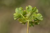 Image of taxon representative. Author is Илья Михеев