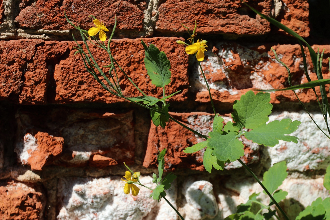 Image of Chelidonium majus specimen.