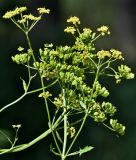 Pastinaca sativa. Соцветия и созревающие соплодия. Московская обл., Орехово-Зуевский гор. округ, дол. р. Клязьма, опушка смешанного леса. 19.07.2026.