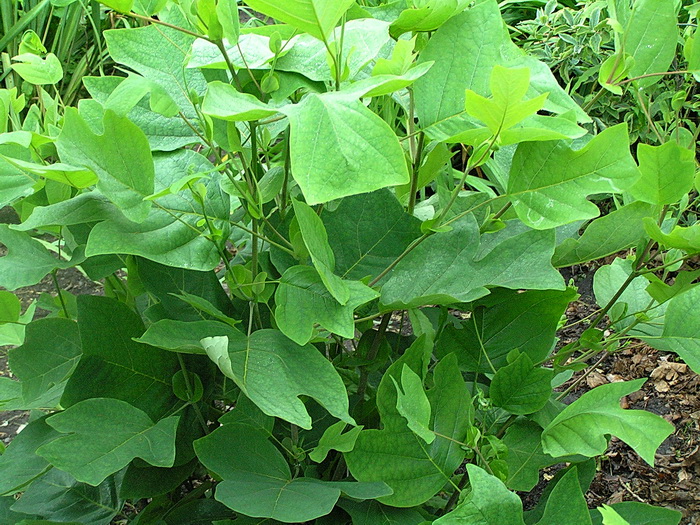 Image of Liriodendron tulipifera specimen.