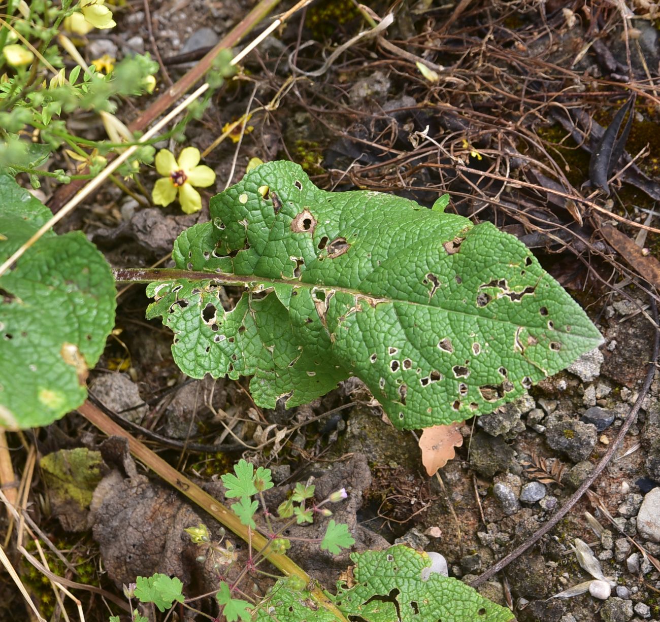 Изображение особи род Verbascum.