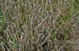 Hordeum distichon