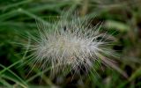 Смотреть изображение Pennisetum villosum