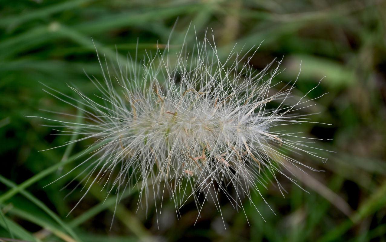 Изображение особи Pennisetum villosum.