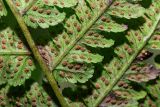 Cornopteris crenulatoserrulata