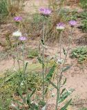Jurinea cyanoides. Верхняя часть цветущего и плодоносящего растения с цельными листовыми пластинками. Ульяновская обл., Мелекесский р-н, окр. с. Лебяжье, сосновый бор на дюнах, вырубка под ЛЭП. 09.07.2024.