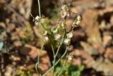 Rumex scutatus. Соплодие. Турция, ил Артвин, р-н Юсуфели, 450 м ниже дер. Гюльпынар, выс. 1520 м н.у.м., каменистый склон. 13 июня 2026 г.