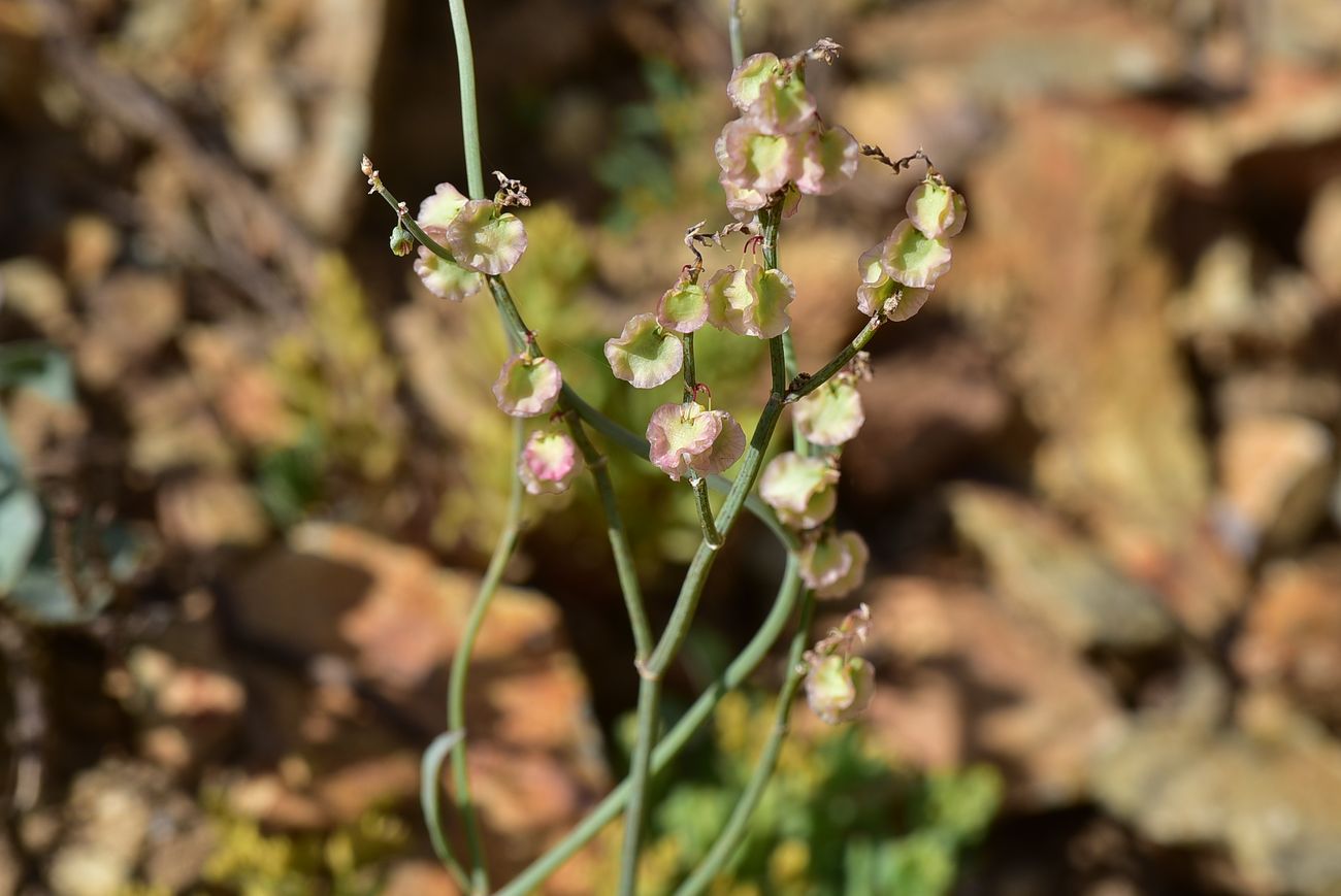 Изображение особи Rumex scutatus.