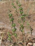 Phlomoides labiosa. Верхушки отцветшего растения. Киргизия, г. Ош, Алайский хр., гора Сулейман-Тоо, выс. ≈ 1600 м н.у.м., задернованный склон с обнажениями серого кристаллического известняка. 15 мая 2026 г.