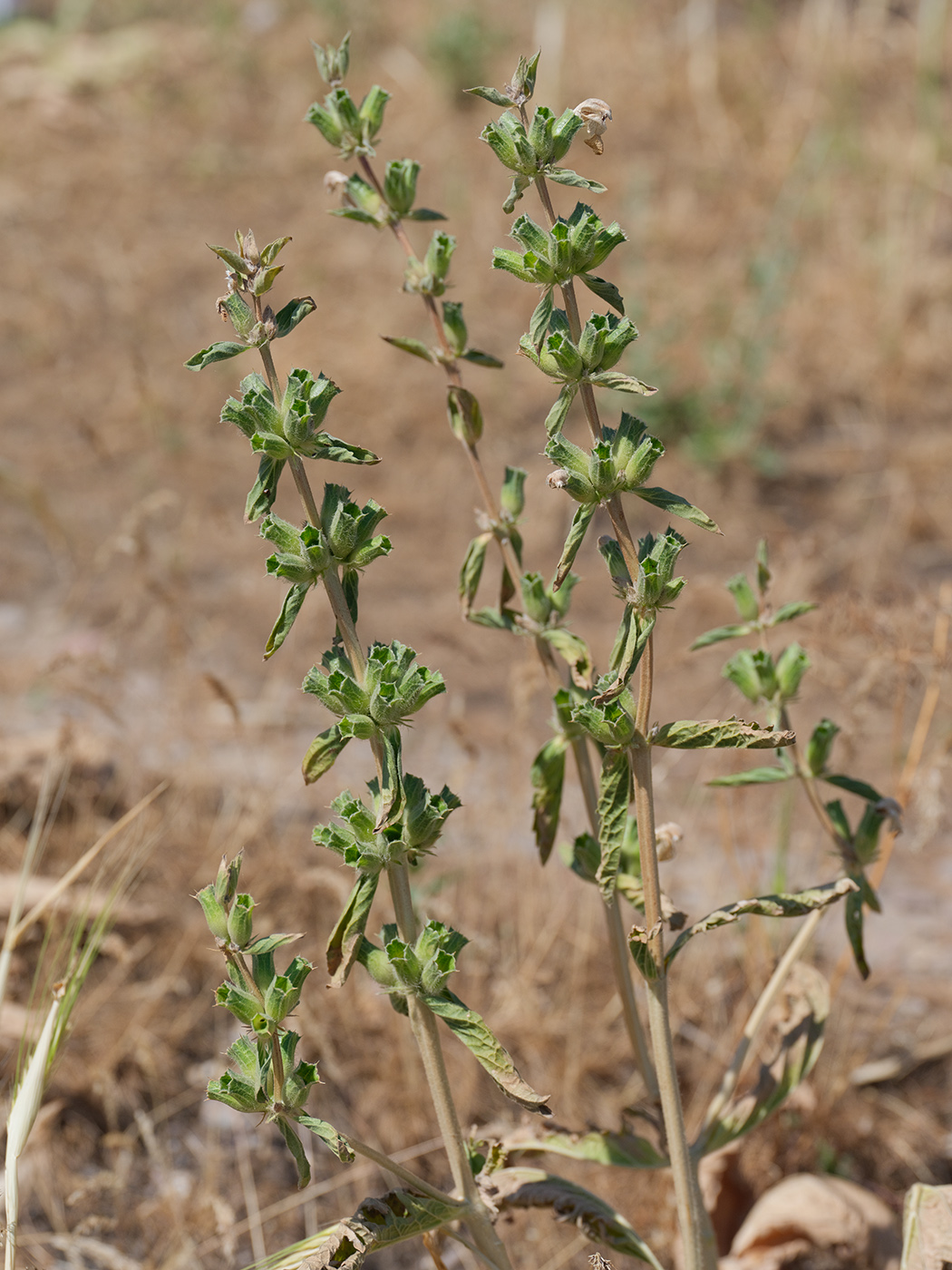 Изображение особи Phlomoides labiosa.