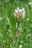 Trifolium squamosum