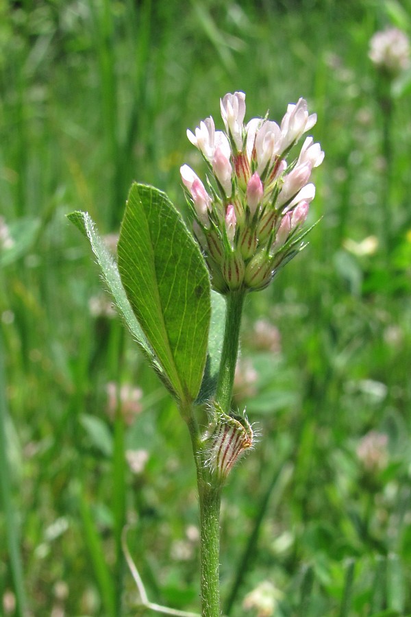 Image of Trifolium squamosum specimen.