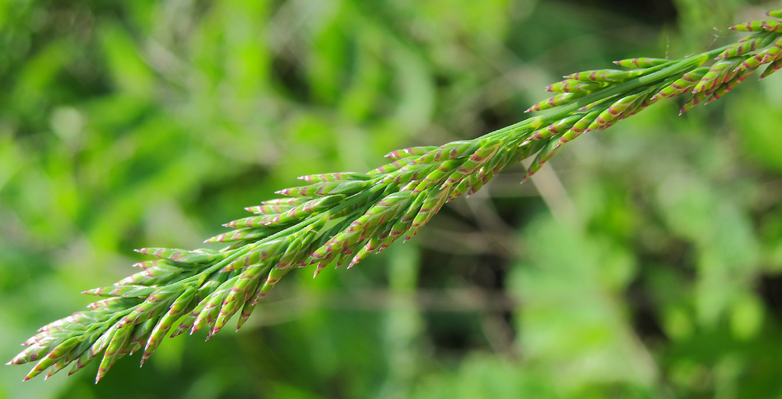 Image of Poa compressa specimen.