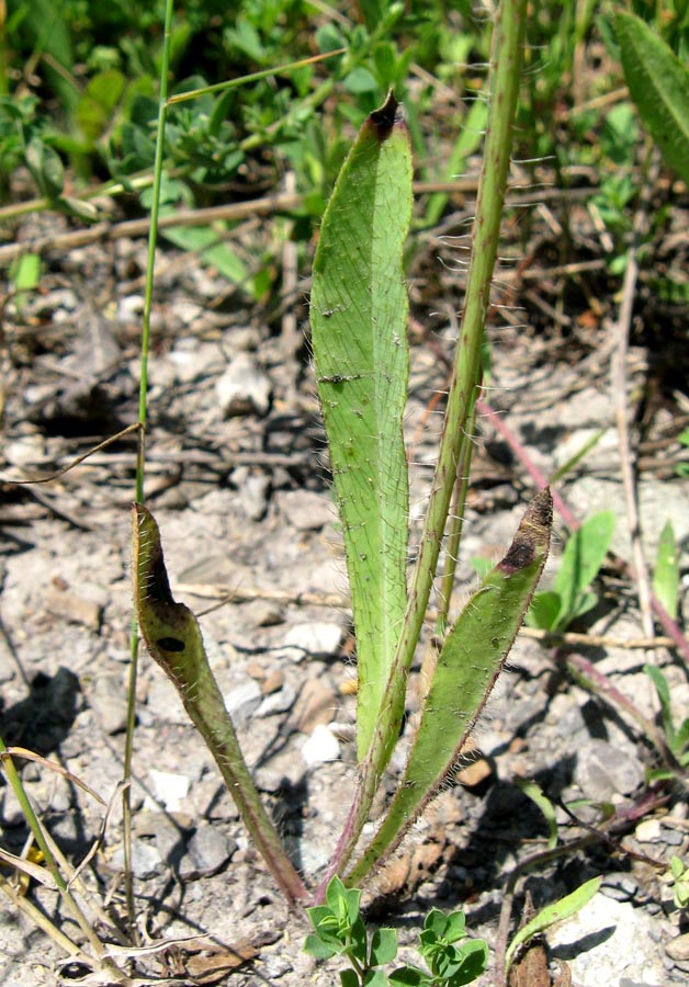 Image of genus Pilosella specimen.