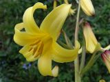 Lilium monadelphum