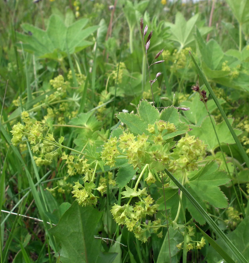 Изображение особи род Alchemilla.