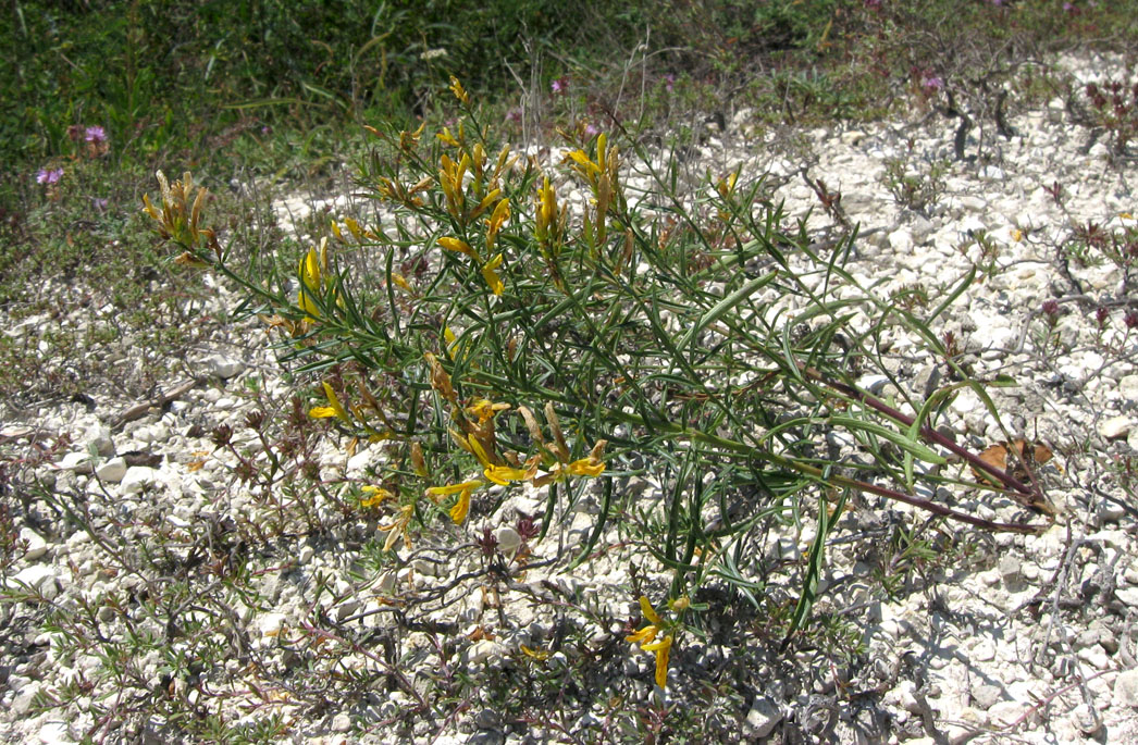 Изображение особи Genista tanaitica.