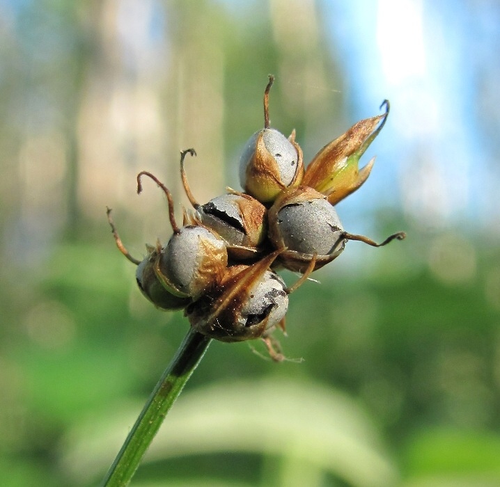 Изображение особи Carex chordorrhiza.