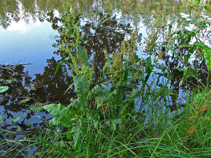 Изображение особи Rumex hydrolapathum.