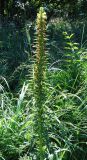 Pedicularis exaltata